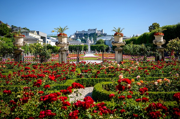 Rosengarten im Mirabellgarten in Salzburg - Foto: Tourismus Salzburg GmbH