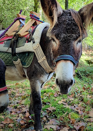 Eselwanderung mit Astotrek in Navarra (Spanien)