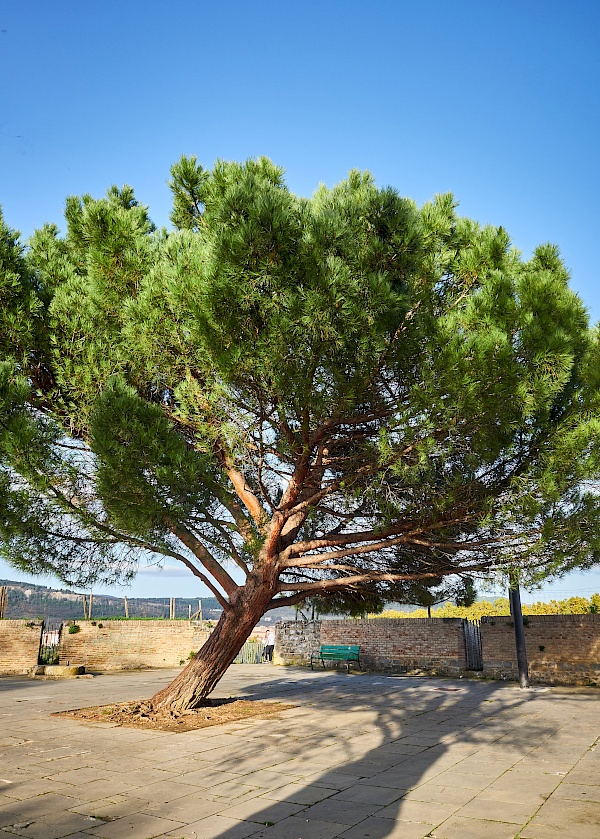 Baum auf dem Mirador del Caballo Blanco in Pamplona