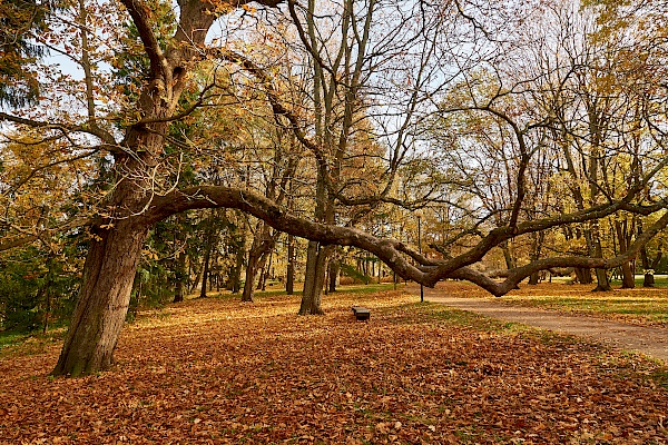 Ein riesiger Baum umgeben von Herbstlaub