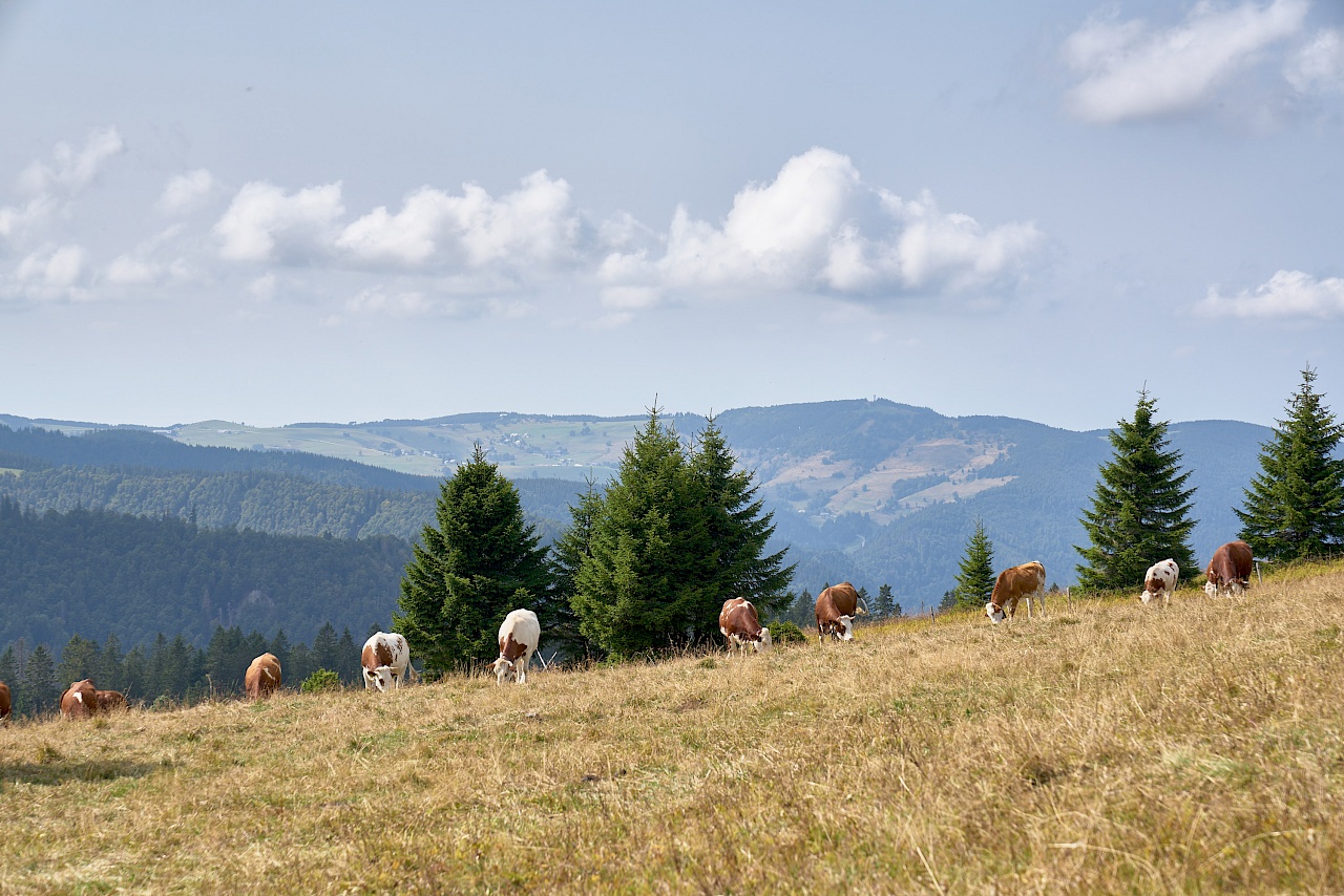 Weidende Kühe auf dem Feldberg im Schwarzwald