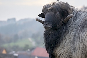 Schafe am Hang in Sitzenkirch