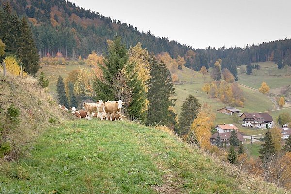 Kuhweide auf dem Panoramawanderweg im Schwarzwald