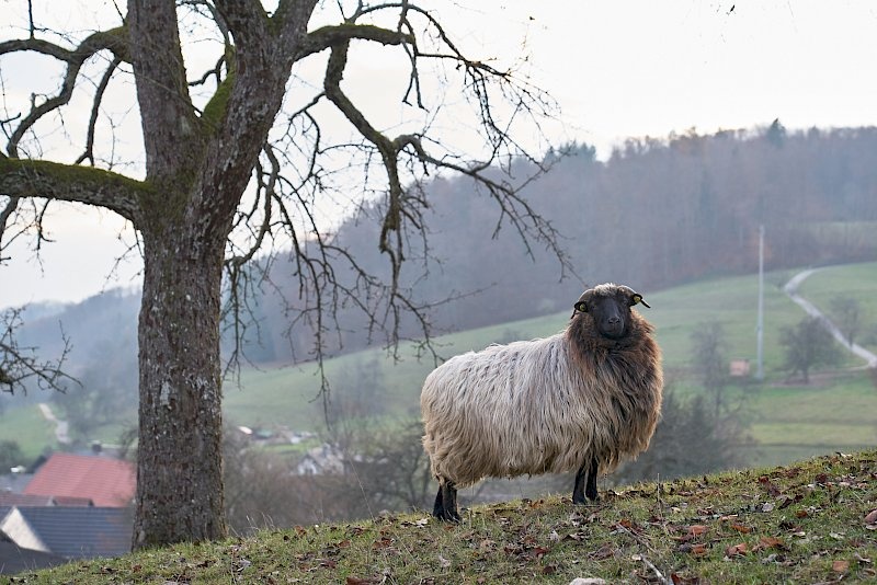 Schafe in der Nähe von Sitzenkirchen
