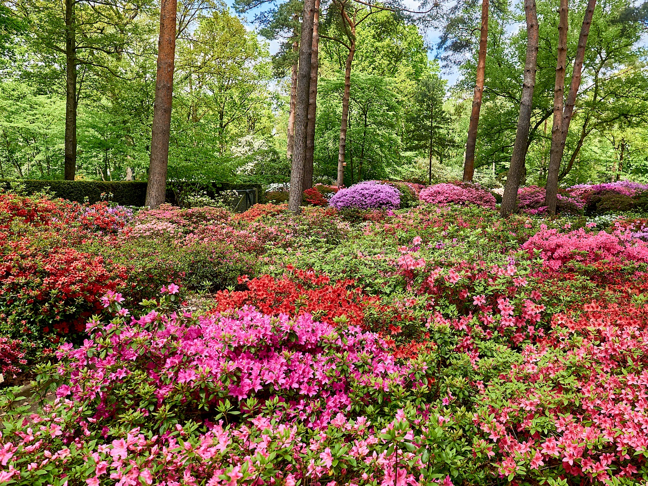Der Rhododendronpark im Farbrausch