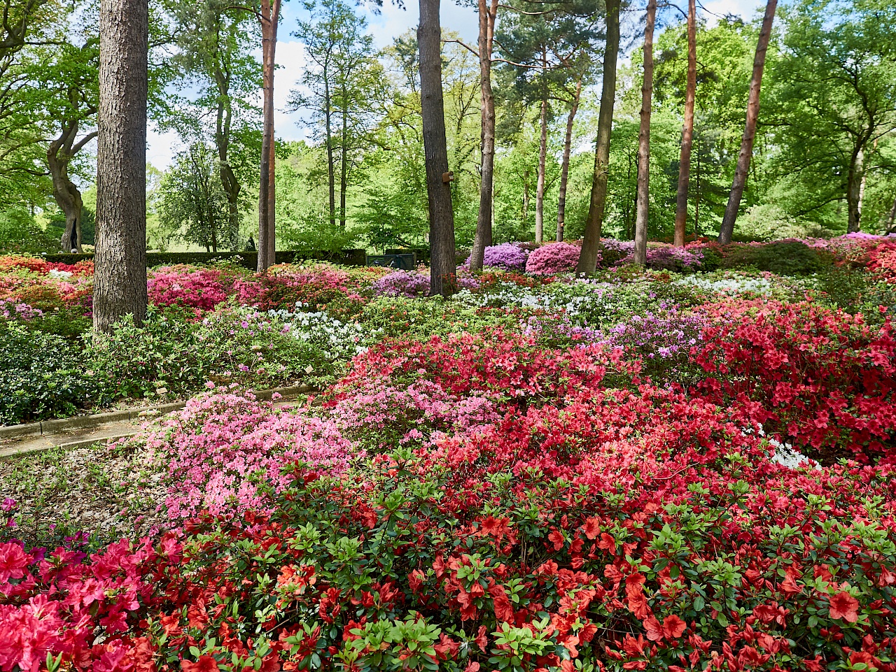 Der Rhododendronpark im Bremen in voller Blüte