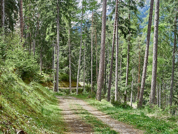 Waldabschnitt auf dem Weg zur Kronburg
