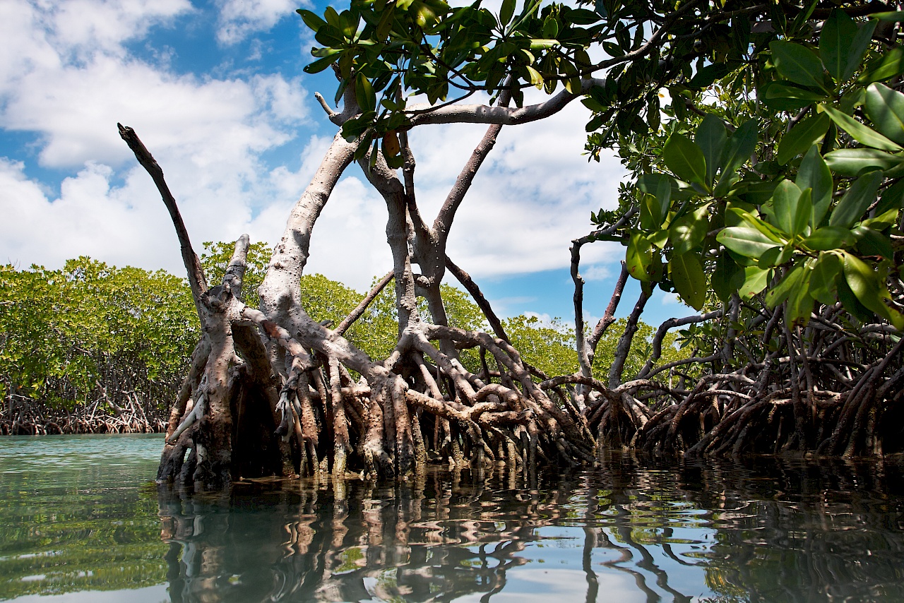 Mangroven auf Gilligan's Island