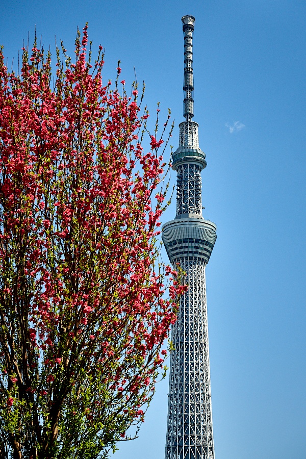 Blühende Bäume mit Blick auf den Tokyo Sky Tree