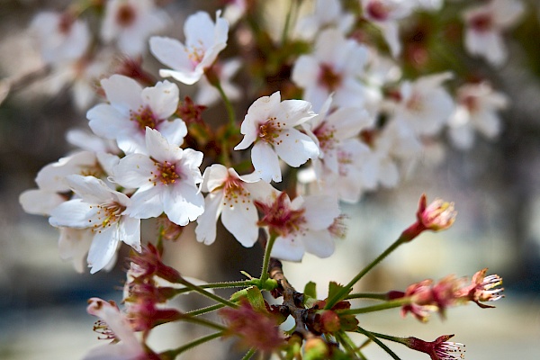 Kirschblüte im Sumida-Park in Tokyo