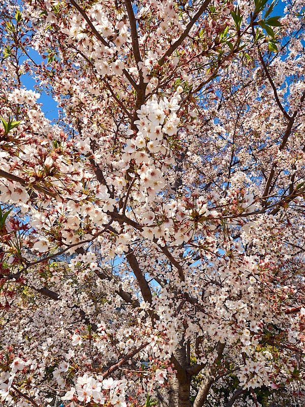 Kirschblüte in Tokyo