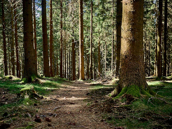 Waldabschnitt zu Beginn der Wanderung in der Nähe von Altenau