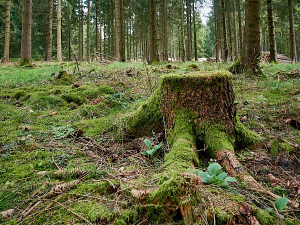 Wandern durch den Wald im Harz