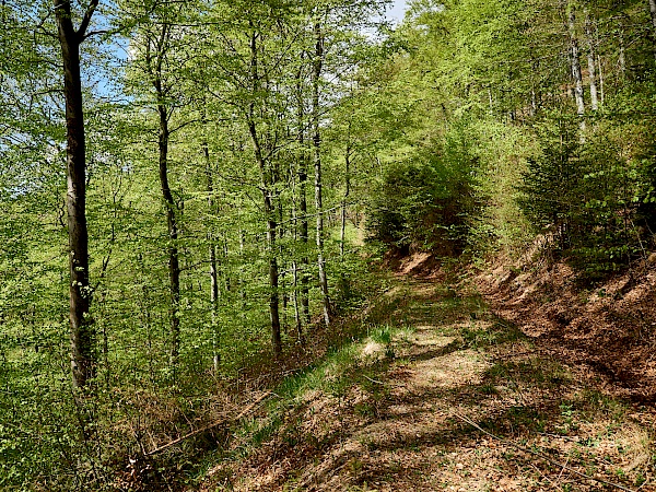 Schattiger Waldabschnitt im Harz