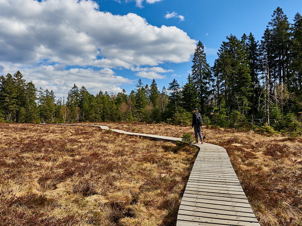 Wandern über den Bohlensteg des Torfhausmoors im Harz