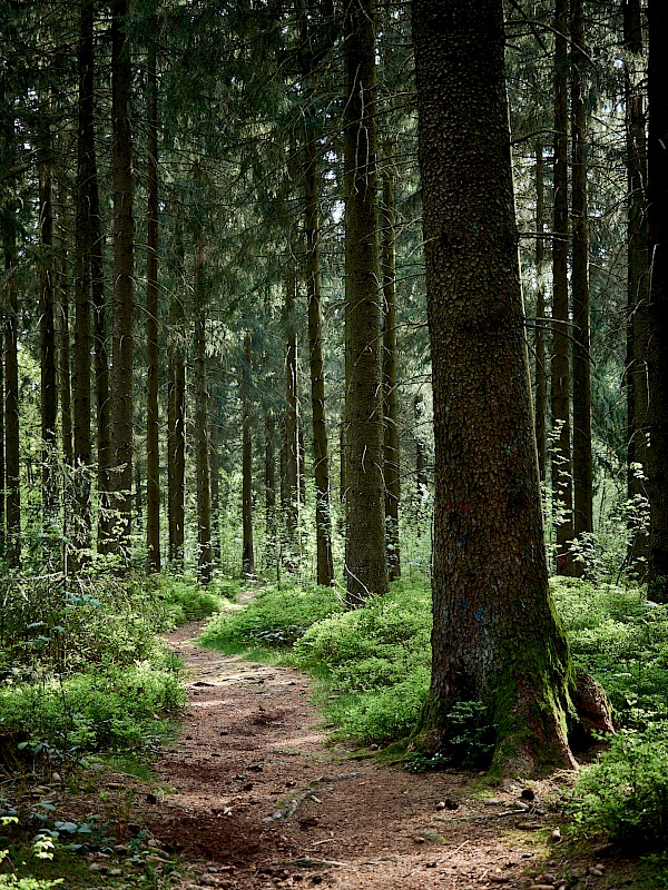 Wandern im Wald im Harz
