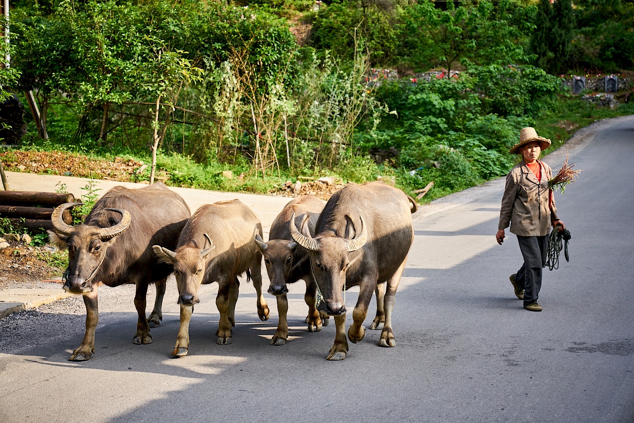 Wasserbüffel auf den Straßen von Yangshuo