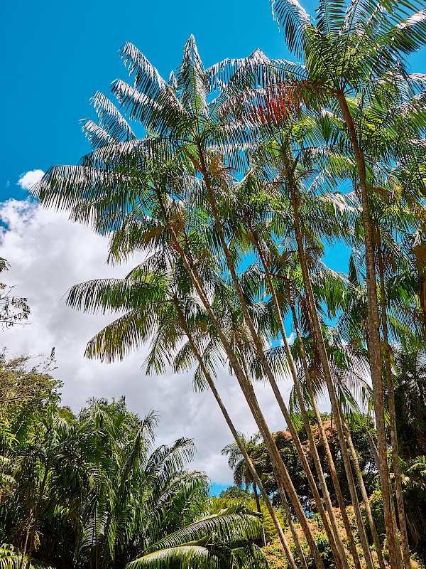 Palmen im Botanischen Garten von San Juan