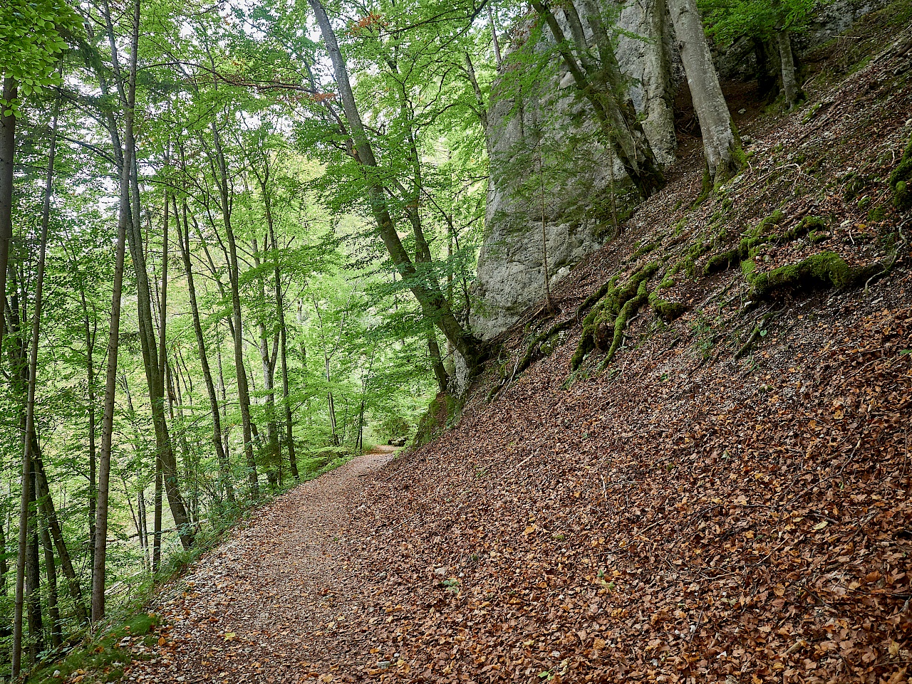 Wandern durch den Wald auf der DonauWelle Eichfelsen-Panorama