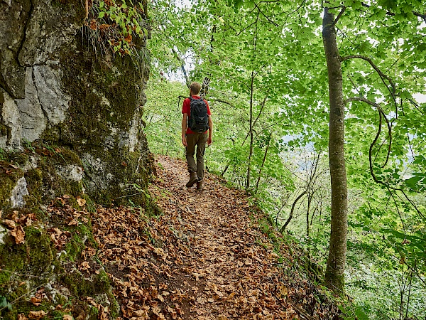 Wandern durch den Wald auf der DonauWelle Eichfelsen-Panorama