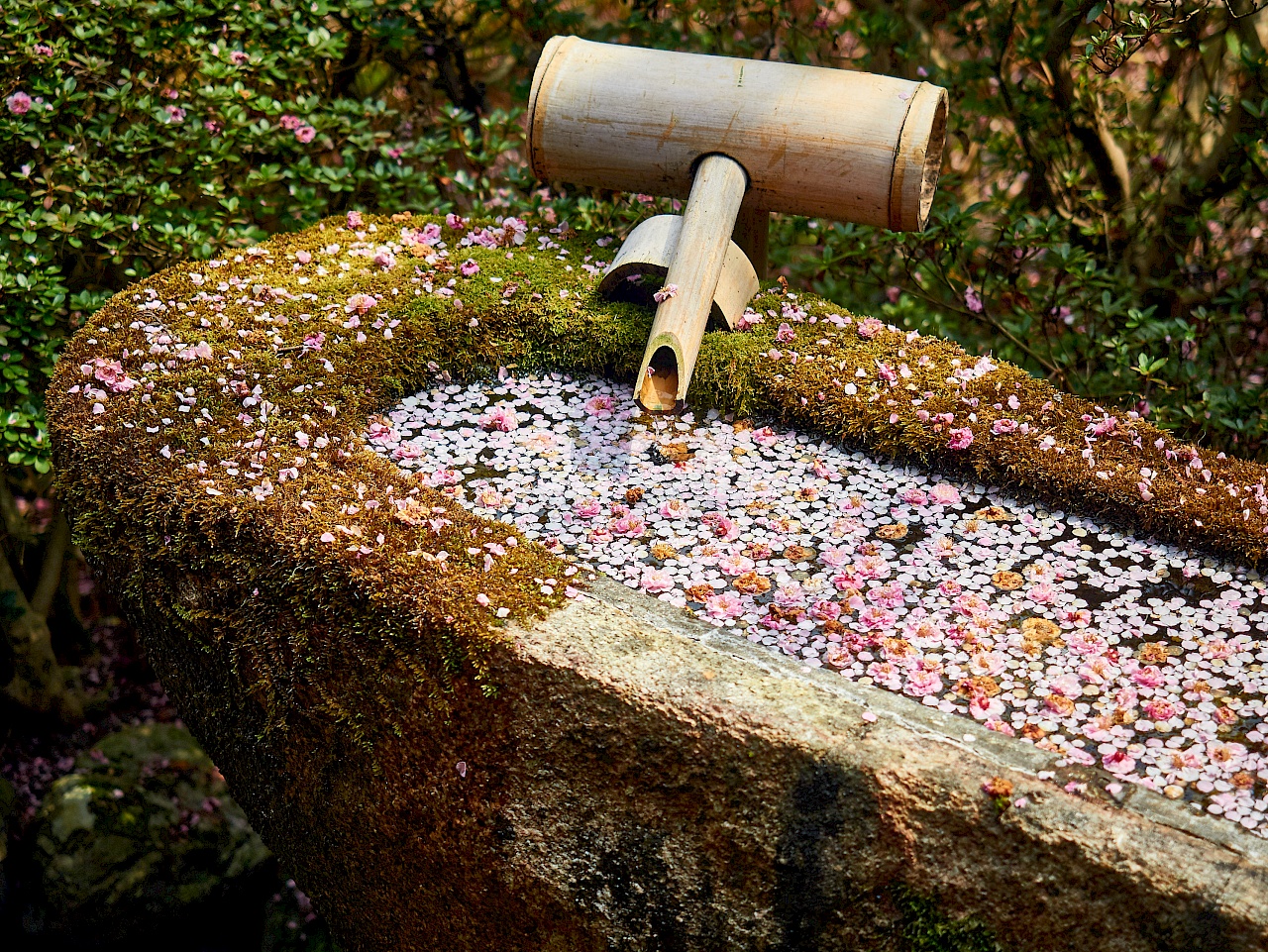 Das berühmte Waschbecken Ichimonji Chozubashi im Shoren-in-Tempel in Kyoto