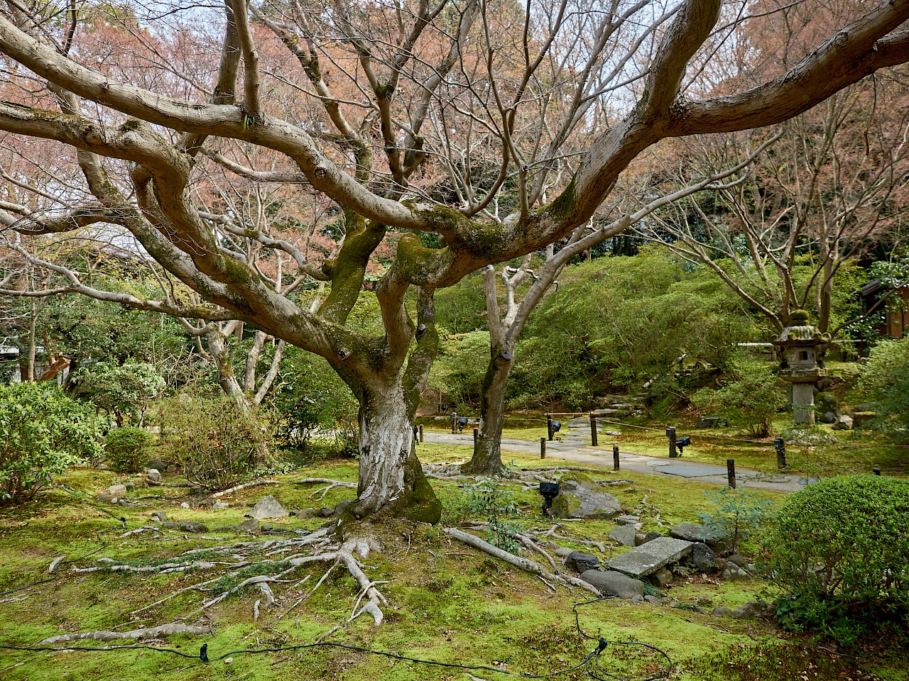 Riesige Bäume im Shoren-in-Tempel in Kyoto