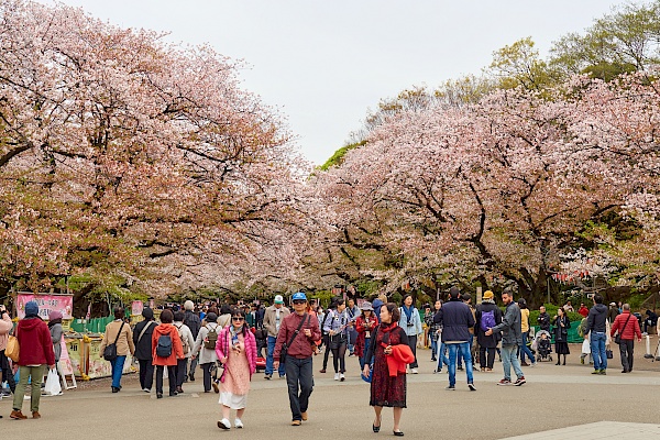Kirschblüte im Ueno-Park in Tokyo