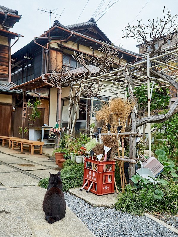 Streunende Katzen in Yanaka