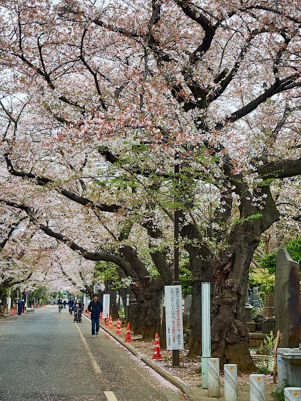 Kirschbäume entlang des Friedhofs Yanaka-reien in Tokyo
