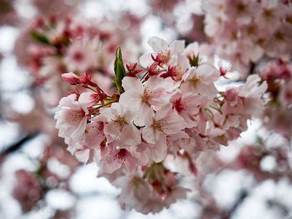 Kirschblüte auf dem Friedhof Yanaka-reien in Tokyo