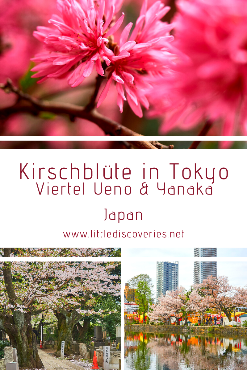 Pin für die Kirschblüte in Tokyo im Viertel Ueno und Yanaka (Japan)