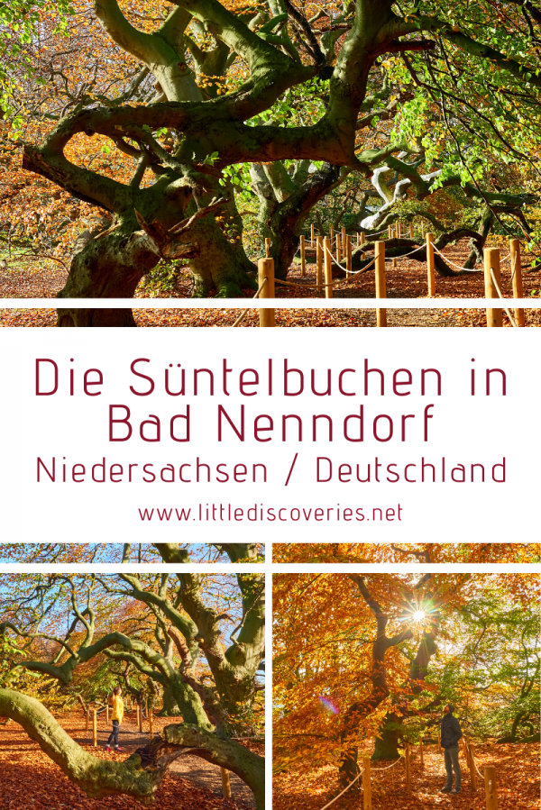 Pin für den Artikel zu den Süntelbuchen in Bad Nenndorf (Niedersachsen)