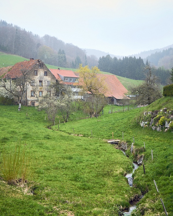 Der Zufluss zum Höllbach im Schwarzwald