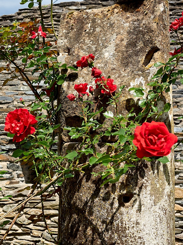 Rosen vor der Schlosskirche
