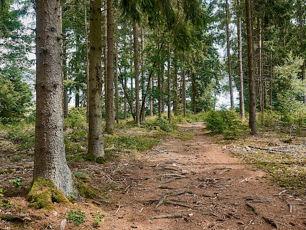 Waldabschnitt auf dem Mittelalterpfad
