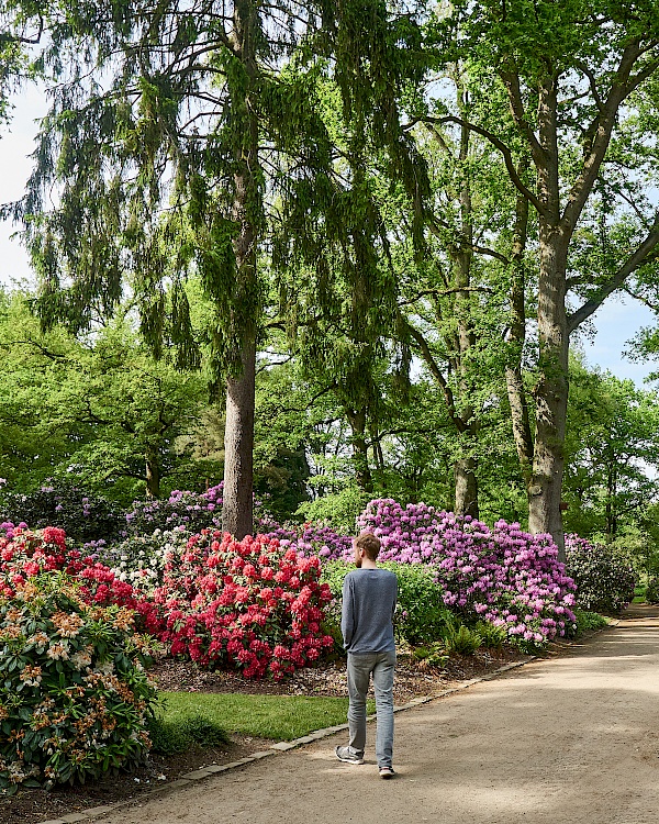 Blüte im Rhododendronpark in Bremen