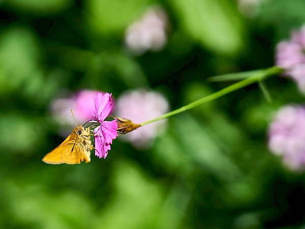 Die kleinen Dinge entdecken - ein Schmetterling