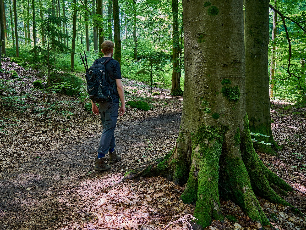 Wandern durch traumhafte Wälder im Nürnberger Land