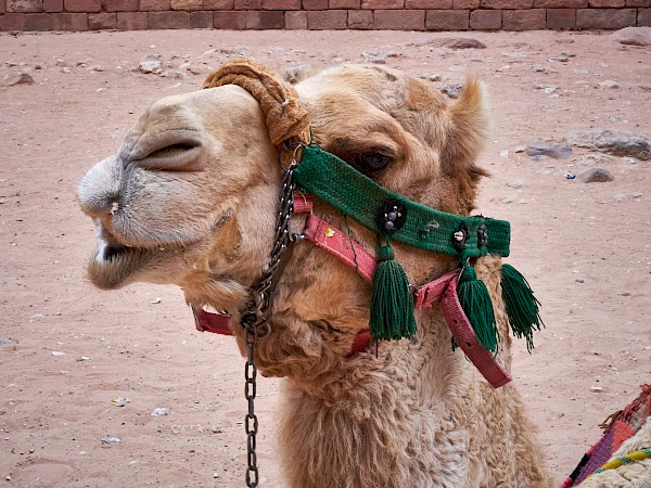 Kamele in der Felsenstadt Petra in Jordanien