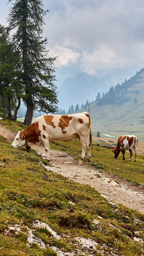 Kühe auf dem Weg zum Strudelkopf