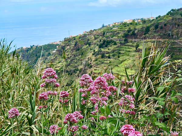 Wanderung auf der Levada do Moinho und Levada Nova auf Madeira