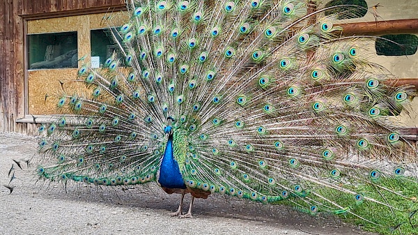 Pfau im im Wisentgehege Springe