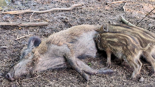 Wildschwein mit Frischlingen im Wisentgehege Springe