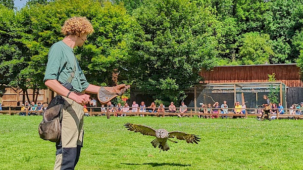 Flugvorführung im Falkenhof im Wisentgehege Springe