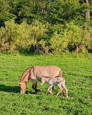 Przewalski-Pferde im Wisentgehege Springe