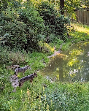 Wölfe im Wisentgehege Springe