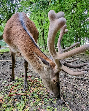 Rotwild im Wisentgehege Springe