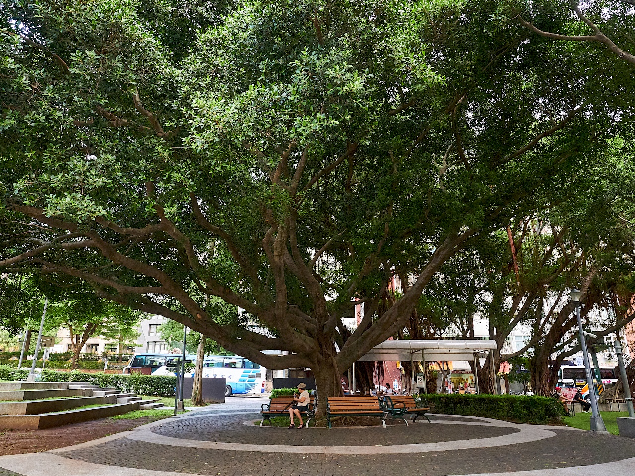 Riesiger Baum im Fuxing Park in Beitou (Taiwan)