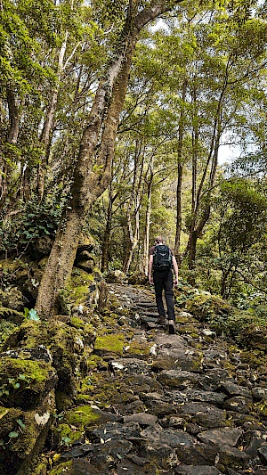 Weg zum Cascata da Ribeira do Ferreiro auf Flores (Azoren)