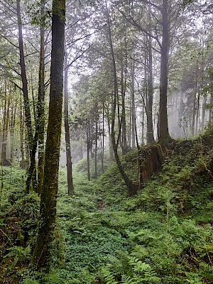 Mianyue Wanderung in Alishan (Taiwan)